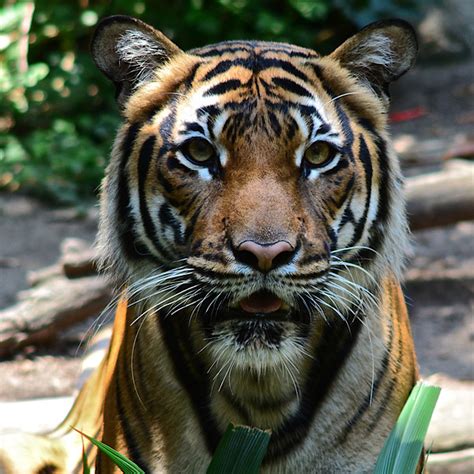 Frank B Baiamonte San Diego Zoo Sat June 29 2013 Tigers Red