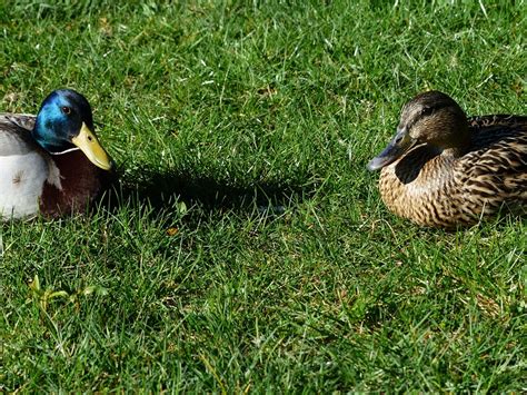 Mallard Pair Stock Duck Couple · Free Photo On Pixabay