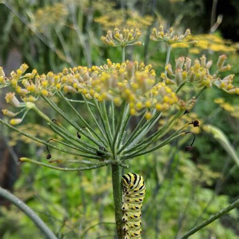 Bronze Fennel Truelove Seeds