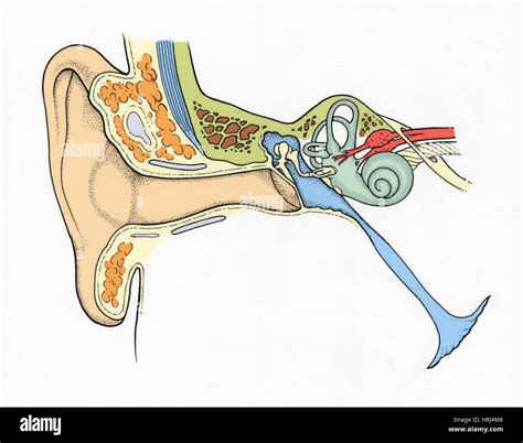 Illustration Of Ear Anatomy Stock Photo Alamy