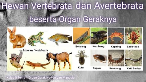 Detail Contoh Hewan Avertebrata Dan Vertebrata Koleksi Nomer