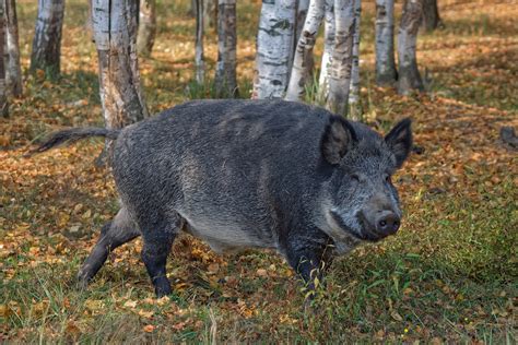 Hur många vildsvin finns i Sverige Jaktbaronen