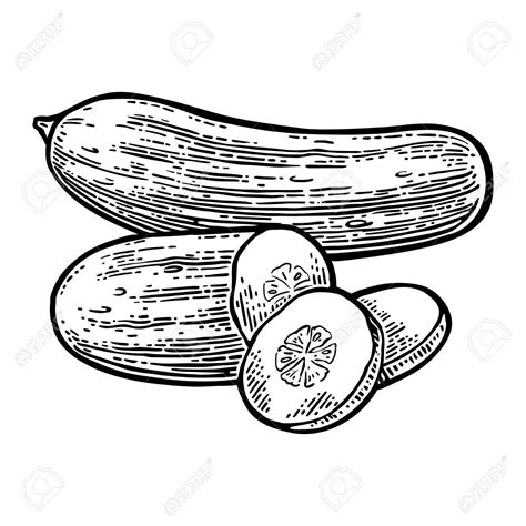 Cucumber Slice Drawing At Getdrawings Free Download