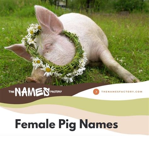 225+ Pig Names To Get Inspired for Your Porcine Pal!