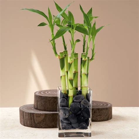 22 plantas perfeitas para cultivar em apartamentos | Bambu da sorte ...