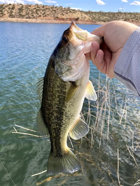 How To Fish A Spinnerbait For Bass Spinnerbait Tactics That Worklive