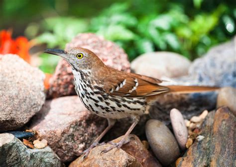 Brown Thrasher | Audubon Field Guide
