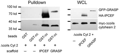 Mdck Cells Were Infected With Adenoviruses Encoding The Indicated