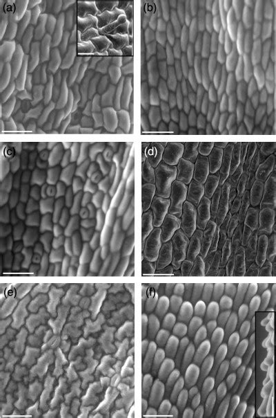 Scanning Electron Microscopy Of The Adaxial And Abaxial Epidermis Of