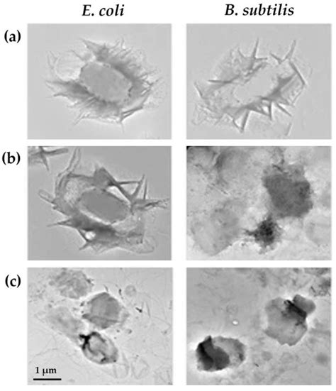 Graphene Based Composites For Biomedical Applications Surface Modification For Enhanced