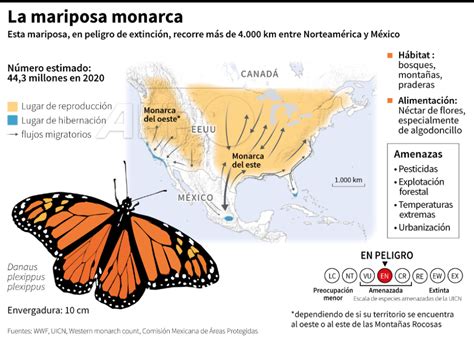 Mariposa Monarca Especie Considerada En Peligro De Extinci N