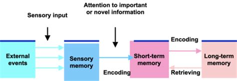 Cognitive Psychology (Memory and Language) Flashcards | Quizlet