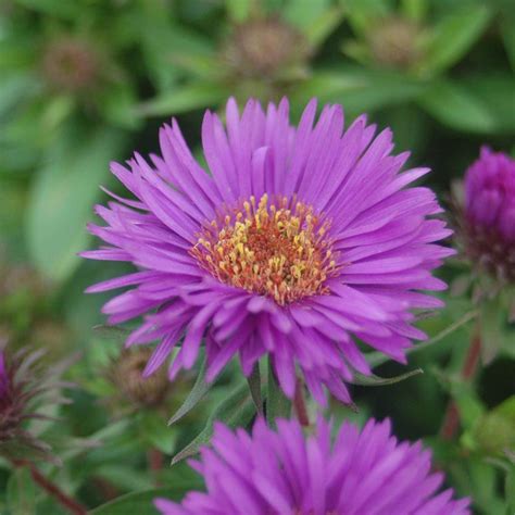 purple dome aster plant addicts