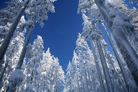 Kostenlose Foto Landschaft Baum Natur Wildnis Ast Schnee Kalt