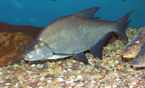 Sea Bream: The Popular Mediterranean Fish - Ocean Info
