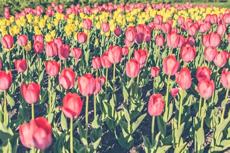 Premium Photo Beautiful Multi Color Tulips Background With Selective