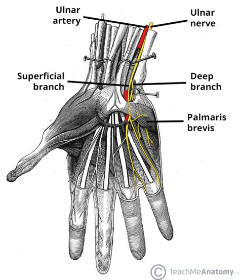 The Ulnar Nerve Course Motor Sensory Teachmeanatomy