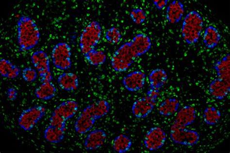 How primordial germ cells commence sperm and egg production in the embryonic gonad