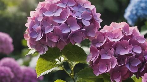 How Long Do Hydrangea Blooms Last The Garden Bug Detroit