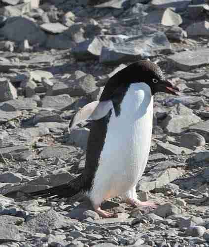 Adelie Penguins | Penguins International