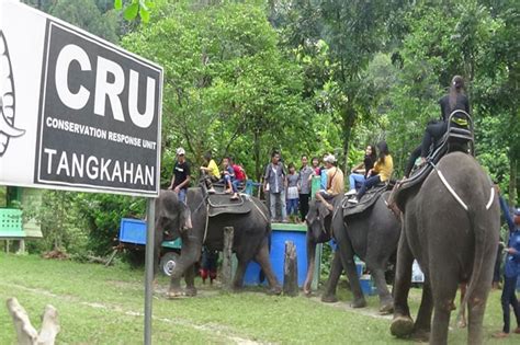 Serunya Memandikan Gajah Di CRU Tangkahan Taman Nasional Gunung Leuser