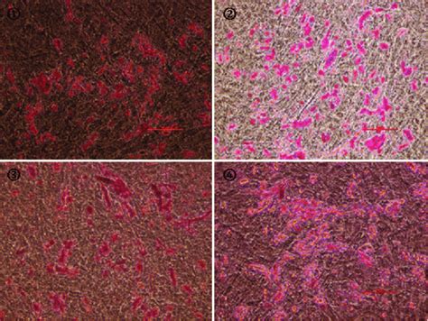 Multilineage Differentiation Potential Of Huc Mscs Formation Of Download Scientific Diagram