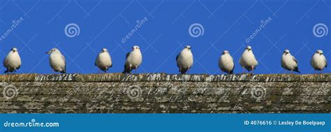 9 Vogels In Een Rij Stock Foto Image Of Pret Rand Negen 4076616