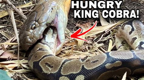 King Cobra Eating Prey