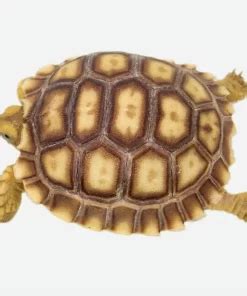 speckled padloper tortoise for sale | speckled cape tortoise for sal