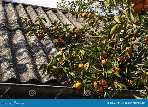 Les Treillis Matures Portent Des Fruits Qui Pèse Sur L arbre De