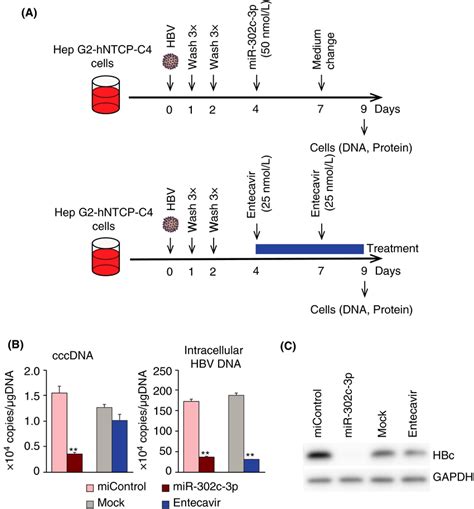 Effect Of Mir C P Against Hbv Replication A Hbvinfected