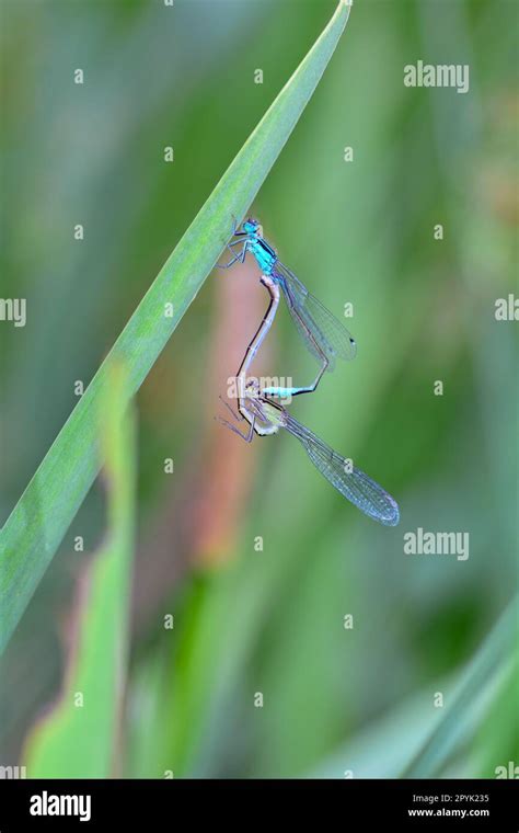 Blue Dragonflies Mating Hi Res Stock Photography And Images Alamy