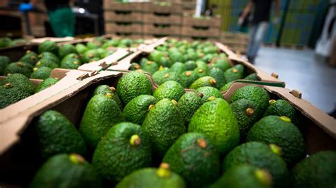 Rentabilidad Del Aguacate Tecnología Y Servicio Personalizado Agbar