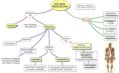 Mappe Per La Scuola Sistema Muscolare