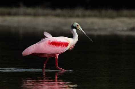 Wallpaper Birds Animals Nature Photography Wildlife Beak