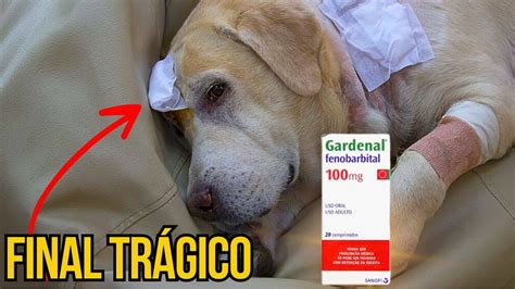 Remedio Para Convulsão De Cachorro - RISCOS A SAUDE DE CÃES QUE TOMAM REMÉDIO PARA CONVULSÃO E EPILEPSIA ...