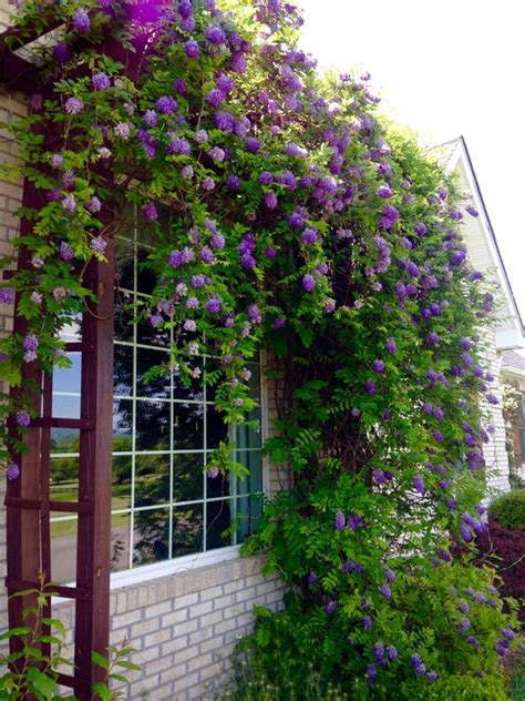 Growing Vertical With Native Vines Climbing Plants For 43 OFF