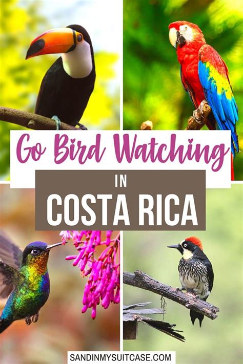 Most Beautiful Birds In Costa Rica Guide Photos Artofit