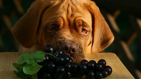 Poisonous Fruits For Dogs