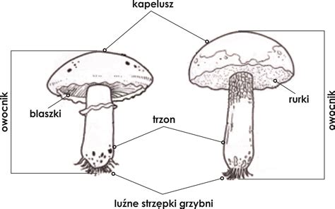 Klasa V Biologia Dzia Iii Bakterie Wirusy Protisty I Grzyby