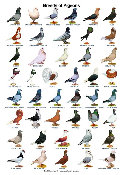 A4 Laminated Posters Pigeons 44 Breeds Homers Tumblers Etsy Pigeon