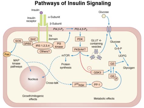 Lecture 2 Gi Anatomy And Physiology And Carbohydrate Absorption And