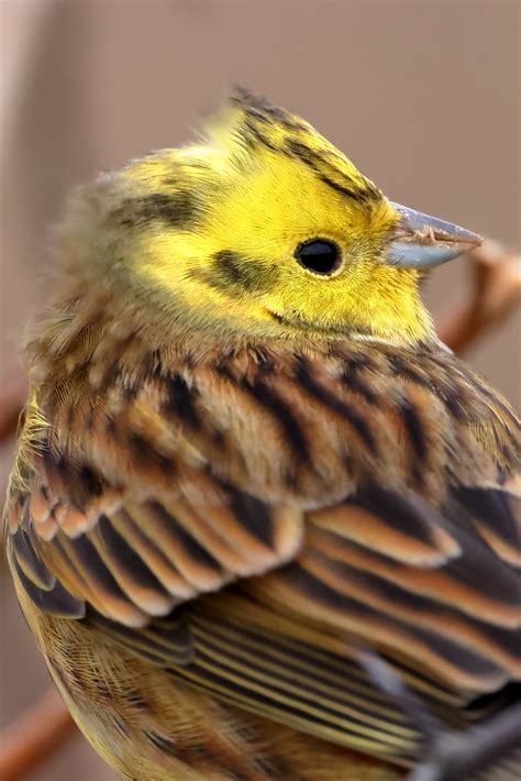 Yellowhammer Rspb Bempton Cliffs Michael Atkinson Flickr