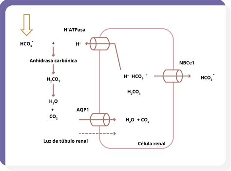 Uapa Regulaci N Del Equilibrio Cido Base Y Trastornos