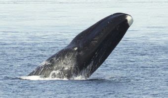 Bowhead Whale - Facts, Diet & Habitat Information