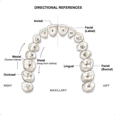 Surfaces Of The Teeth Dental Anatomy Dental Assistant Study Dental