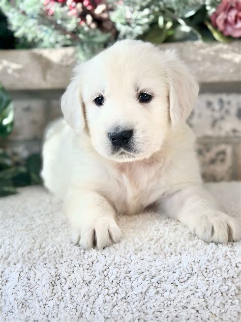 Rosie's Female Puppies - MN English Golden