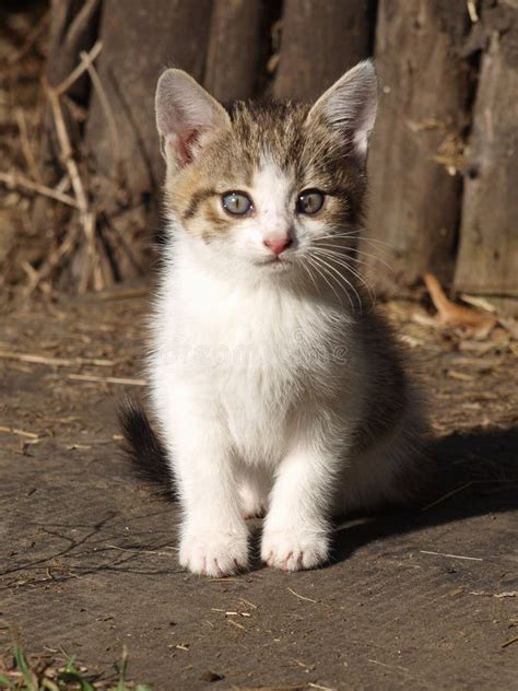 Albino kitten stock image. Image of plants, snout, white - 14704119