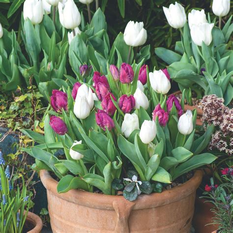 How To Plant Tulips In Pots For Dazzling Spring Displays Ideal Home