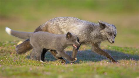 Bing Image Red Fox Father And Kit Washington Usa Bing Wallpaper